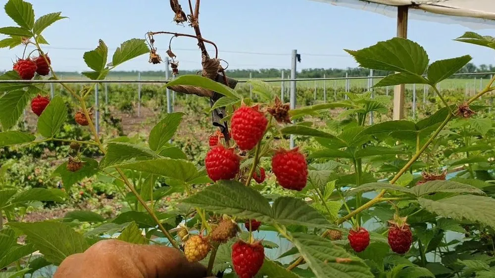 Кримсон ніч