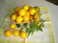 Фото Росинка