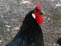 Фото Ла Флеш