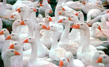 Породи гусей Італійські гуси