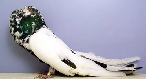 Старонімецький дутий