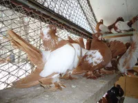 Фото Уральський статний