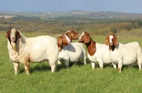 Фото Бурська коза