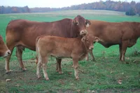 Фото Брахмузин (Brahmousin)