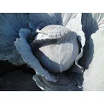 Фото Родон F1 / Rodon F1