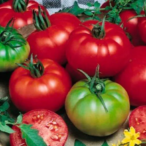 Чарльстон F1 / Charlestone F1