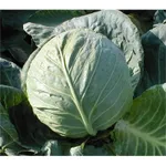 Фото Ландіні F1 / Landini F1