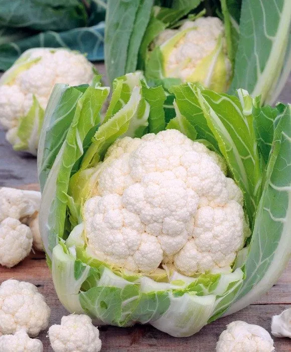 Леканю F1 / Лекану F1 / Lecanu F1