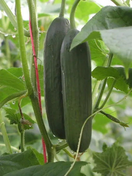 Формула F1 / Formule F1