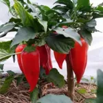 Фото Терек F1