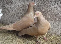 Фото Римський