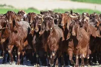 Фото Дамаська