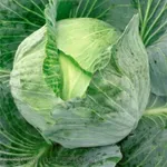 Фото Оріон F1 / Orion - The Hunter F1