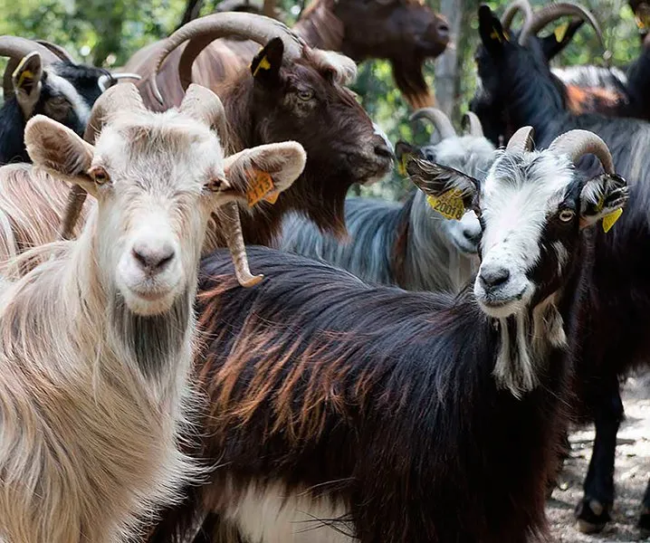 Корсиканська коза