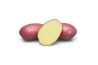 Фото Амороза / Amorosa