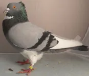 Фото Бельгійський кільцебійний