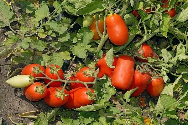 Уліссе F1 / Ulisse F1