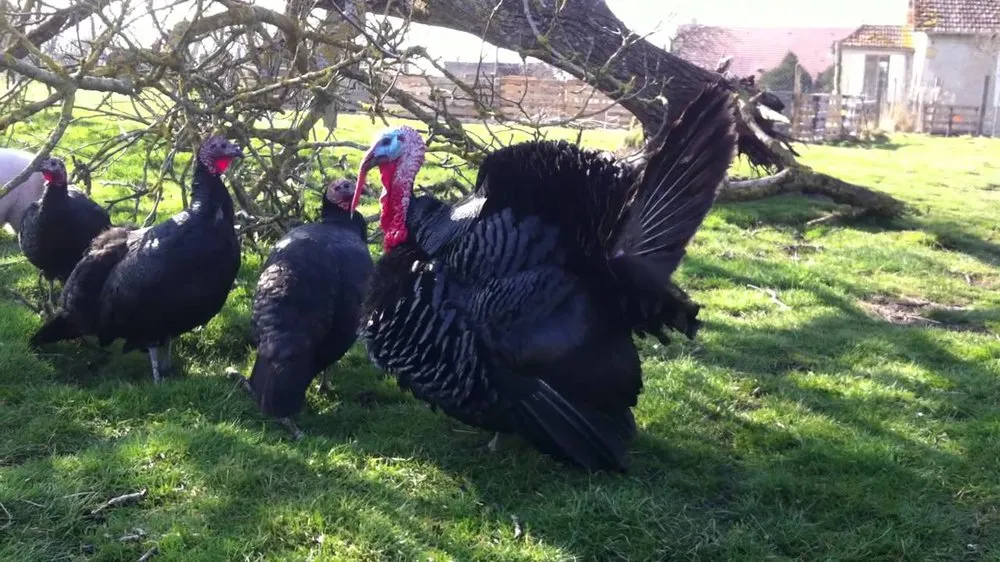 Dindon du Bourbonnais