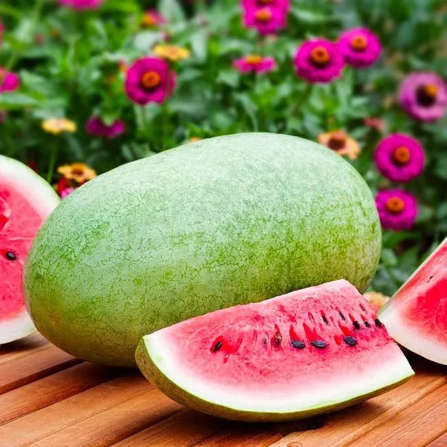 Чарльстон Грей