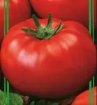 Фото Касталіа F1