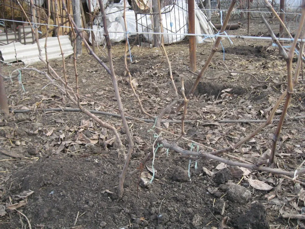 Як правильно підготувати виноград до зими?