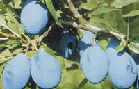 Фото Валіївка