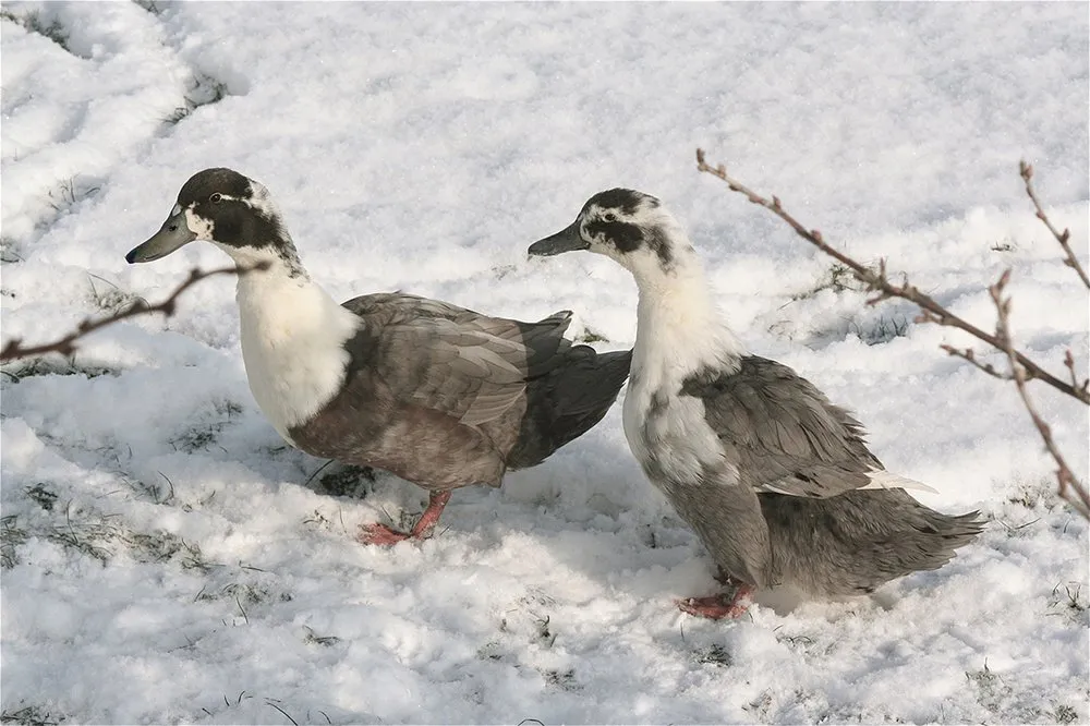 Гуттегемзе