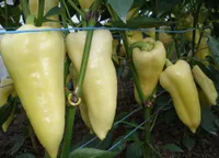 Фото Суперамі F1 / Superamy F1