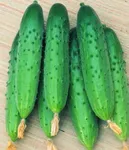 Фото Майський F1