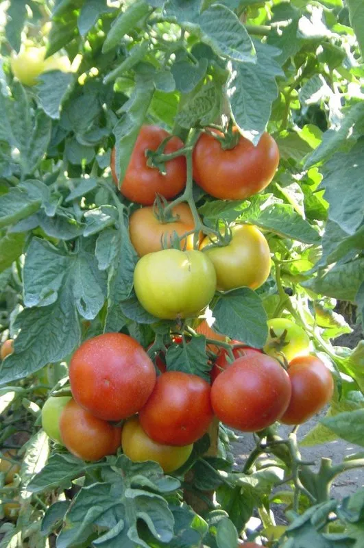 Бодерін F1 / Boderin F1