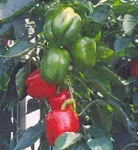 Фото Прего F1 / Prego F1