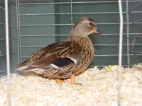 Фото Кол (Декой)