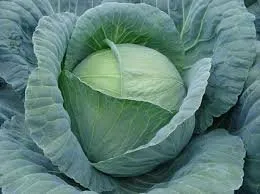 Тенесіті F1 / Teneciti F1