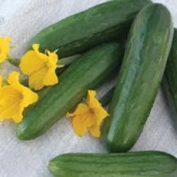 Сорти огірків Ібн-Сина F1