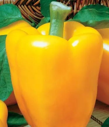 Підстоліна