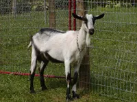 Фото Альпійська