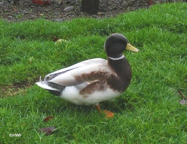 Австралійська Плямиста