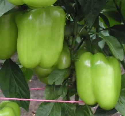 Саскія F1 / Saskia F1