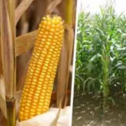 Твіді КС / Tweedi CS