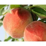 Фото Персик Вулкан