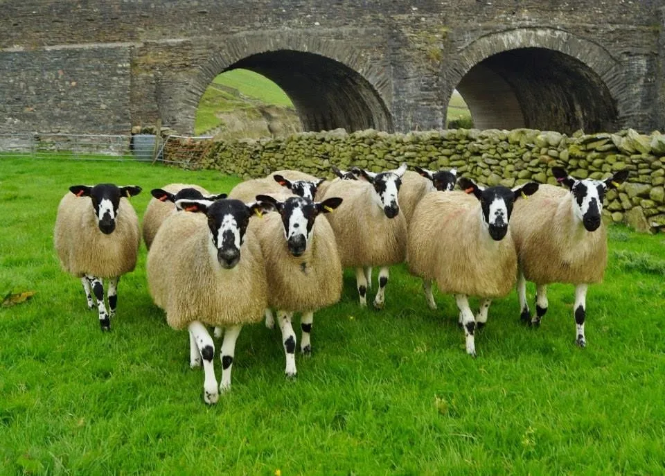 Роуг Фел (Rough Fell)