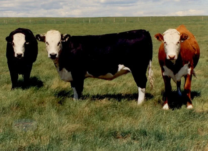 Хейс Конвертер (Hays Converter)