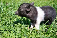 Фото Гемпшир