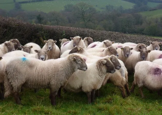 Хілл Раднар (Hill Radnor)