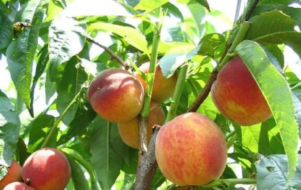 Фаворит Мореттіні