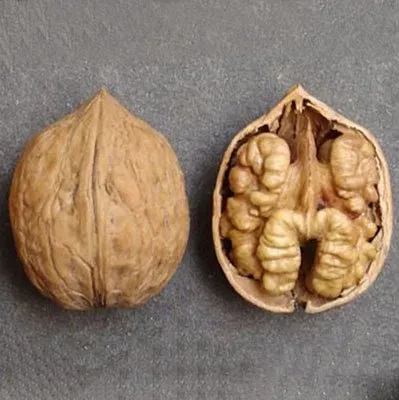 Кишинівський