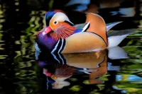 Фото Мандаринка