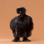 Фото Китайські шовкові