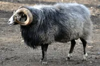 Фото Гуте (Gute)