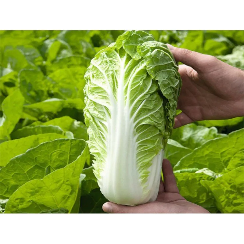 Маноко F1 / Manoko F1